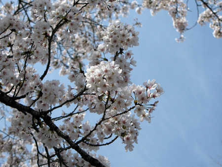 双葉I.Cの桜